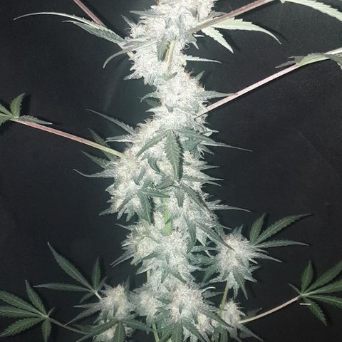 AmzXRedP 2025 growlog timeline photo