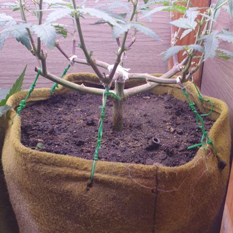 Blue Kush 3 2024/25 growlog timeline photo