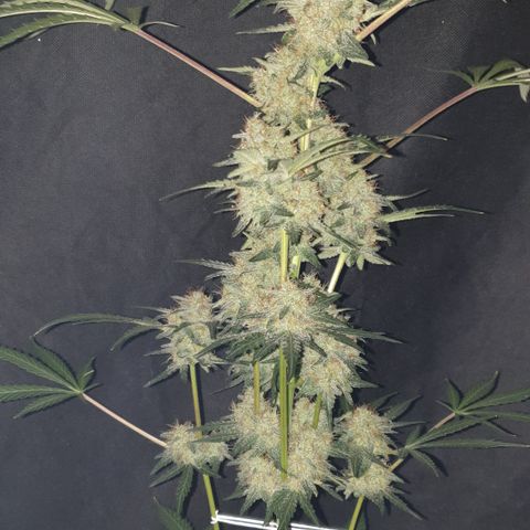 AmzXRedP 2025 growlog timeline photo