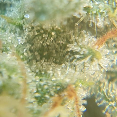 AmzXRedP 2025 growlog timeline photo