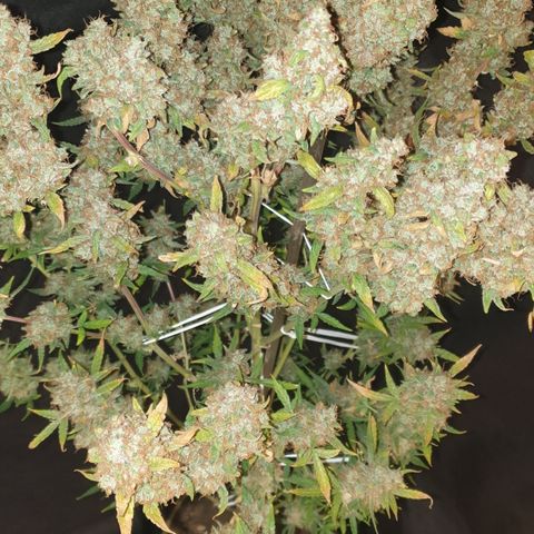 Cream 1 2024/25 growlog timeline photo