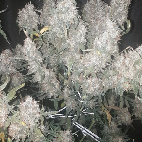 Cream 1 2024/25 growlog timeline photo