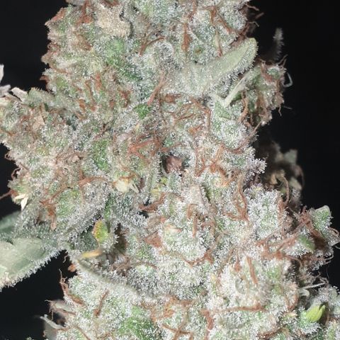 AmzXRedP 2025 growlog timeline photo
