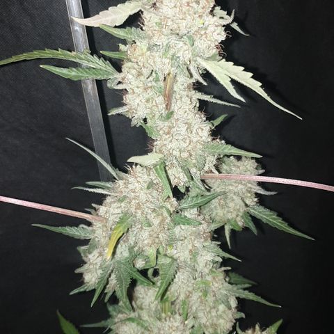 AmzXRedP 2025 growlog timeline photo
