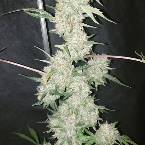 AmzXRedP 2025 growlog timeline photo