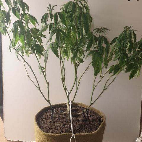Unknown 1 2024/25 growlog timeline photo