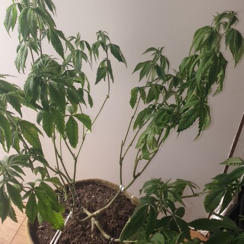 Unknown 1 2024/25 growlog timeline photo