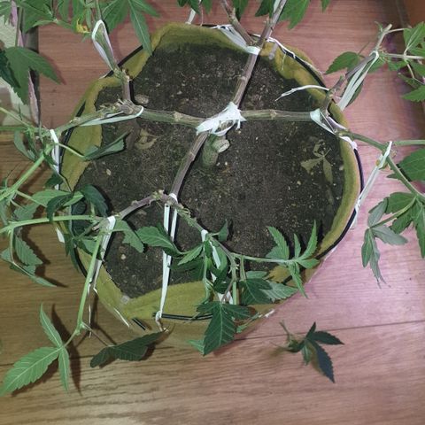 Blue Kush 3 2024/25 growlog timeline photo