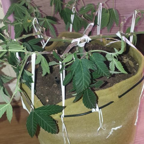 Blue Kush 3 2024/25 growlog timeline photo