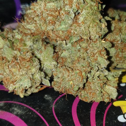 AmzXRedP 2025 growlog timeline photo