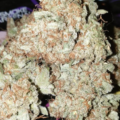 AmzXRedP 2025 growlog timeline photo