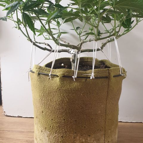 Blue Kush 3 2024/25 growlog timeline photo