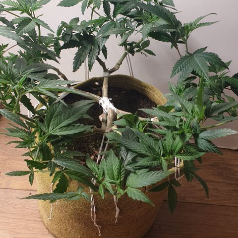 Blue Kush 3 2024/25 growlog timeline photo