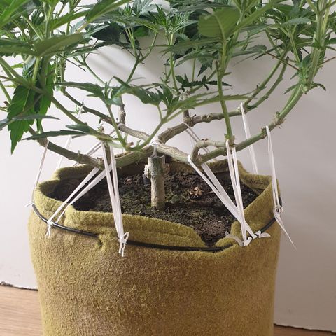 Blue Kush 3 2024/25 growlog timeline photo