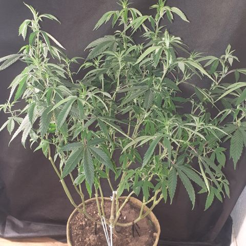 Unknown 1 2024/25 growlog timeline photo