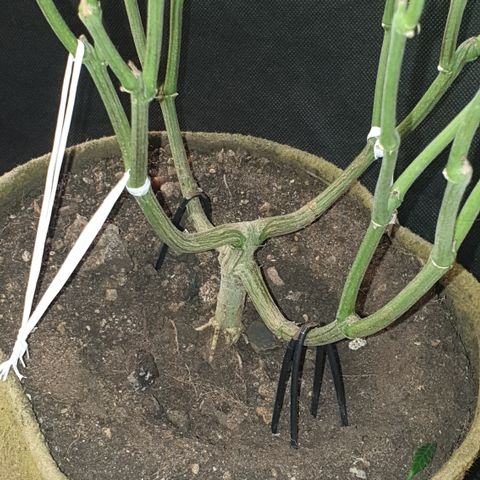 Unknown 1 2024/25 growlog timeline photo
