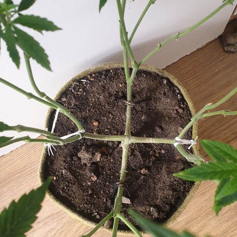 Unknown 1 2024/25 growlog timeline photo