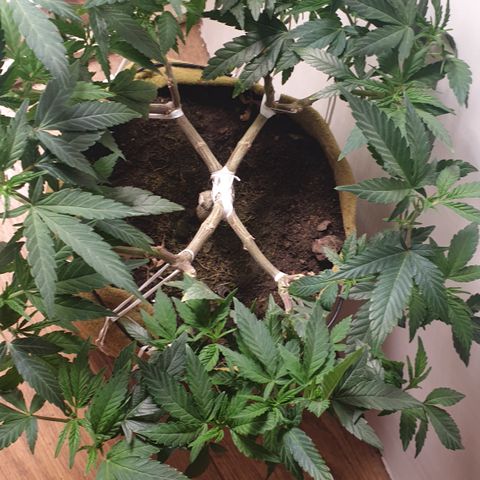 Blue Kush 3 2024/25 growlog timeline photo