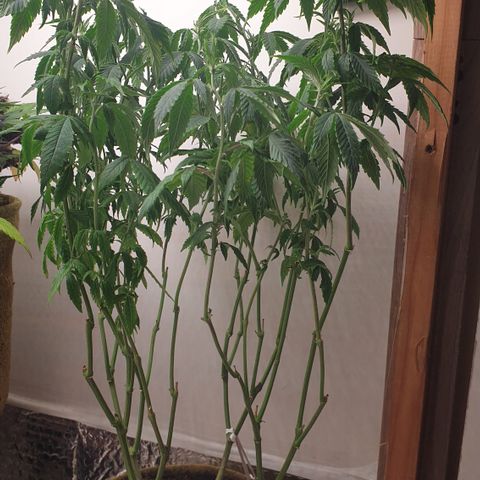 Unknown 1 2024/25 growlog timeline photo