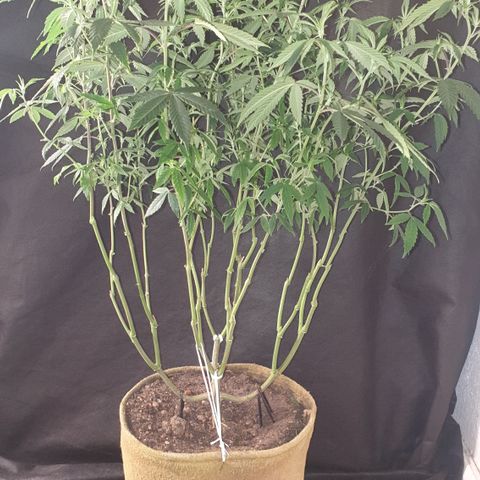 Unknown 1 2024/25 growlog timeline photo