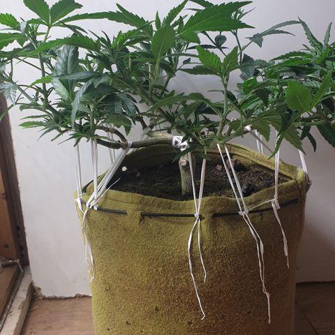 Blue Kush 3 2024/25 growlog timeline photo