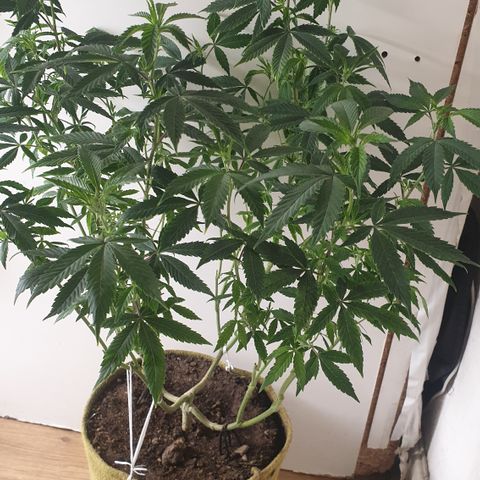 Unknown 1 2024/25 growlog timeline photo