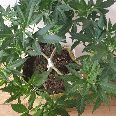 Blue Kush 3 2024/25 growlog timeline photo