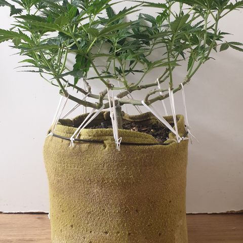 Blue Kush 3 2024/25 growlog timeline photo