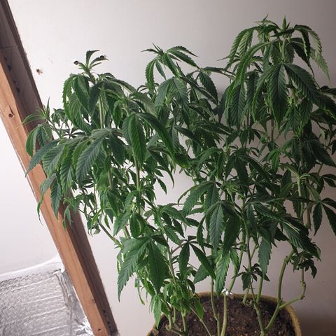 Unknown 1 2024/25 growlog timeline photo
