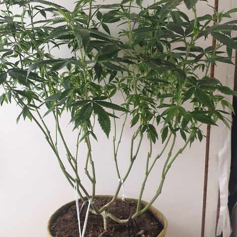 Unknown 1 2024/25 growlog timeline photo