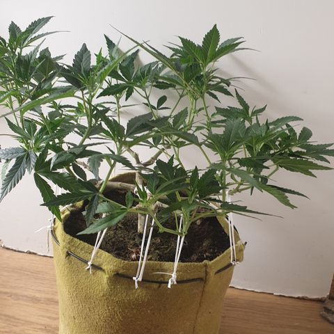 Blue Kush 3 2024/25 growlog timeline photo