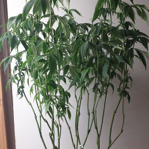 Unknown 1 2024/25 growlog timeline photo