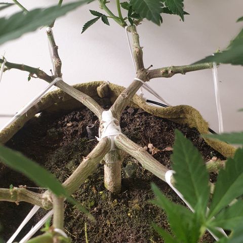 Blue Kush 3 2024/25 growlog timeline photo