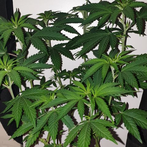 Blue Kush 3 2024/25 growlog timeline photo