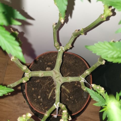 Blue Kush 3 2024/25 growlog timeline photo