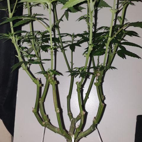 Blue Kush 3 2024/25 growlog timeline photo