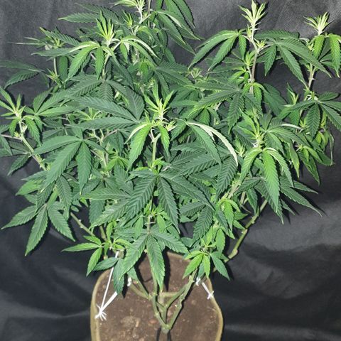 Unknown 1 2024/25 growlog timeline photo