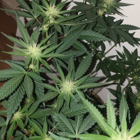 Blue Kush 3 2024/25 growlog timeline photo