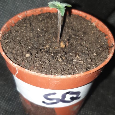 Special Q 2025 growlog timeline photo