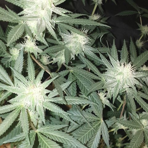 Blue Kush 3 2024/25 growlog timeline photo