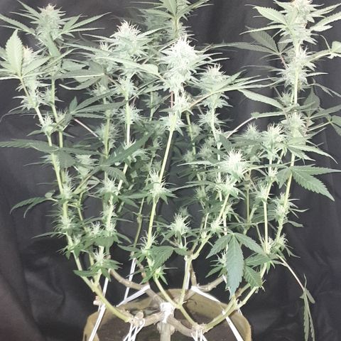 Blue Kush 3 2024/25 growlog timeline photo