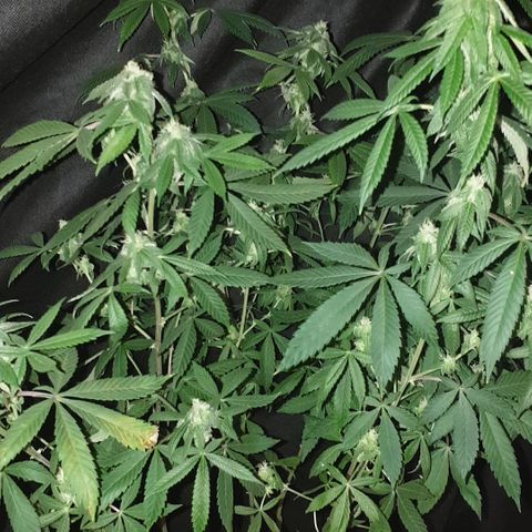 Unknown 1 2024/25 growlog timeline photo