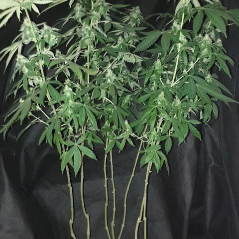 Unknown 1 2024/25 growlog timeline photo