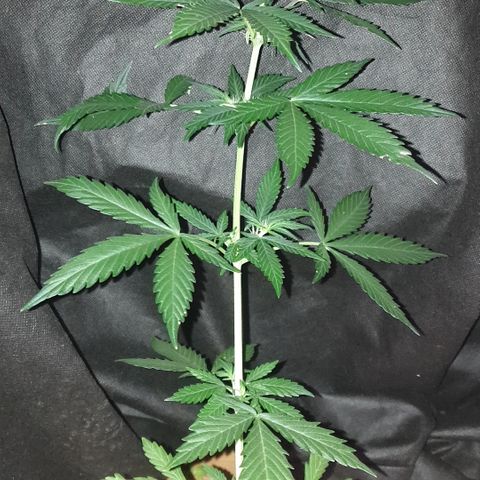 BlueDream 5 2025 growlog timeline photo