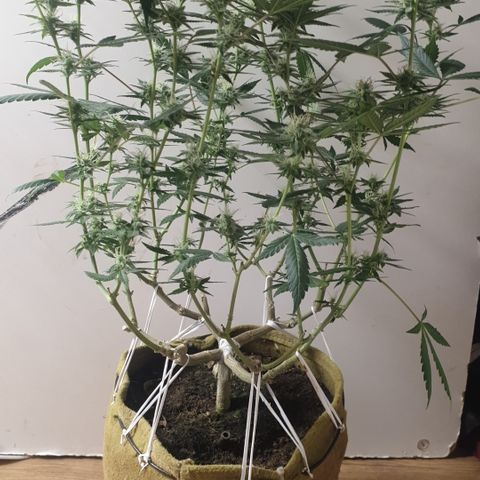 Blue Kush 3 2024/25 growlog timeline photo
