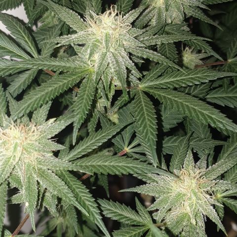 Blue Kush 3 2024/25 growlog timeline photo