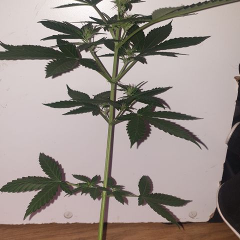 AmzXRedP 2 2025 growlog timeline photo