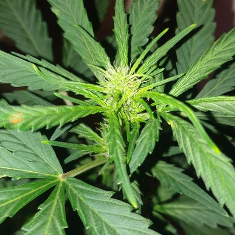 AmzXRedP 2 2025 growlog timeline photo