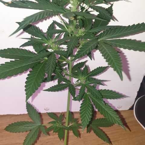 AmzXRedP 2 2025 growlog timeline photo
