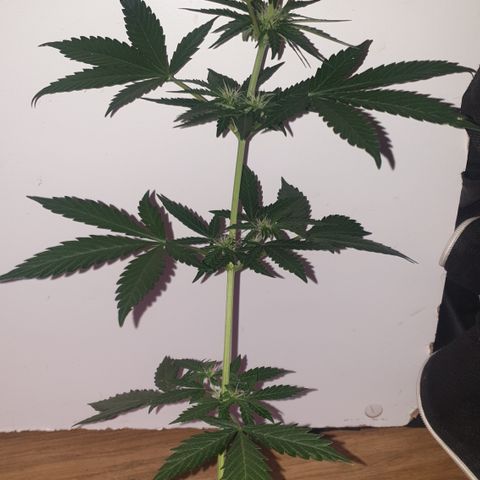 BlueDream 5 2025 growlog timeline photo